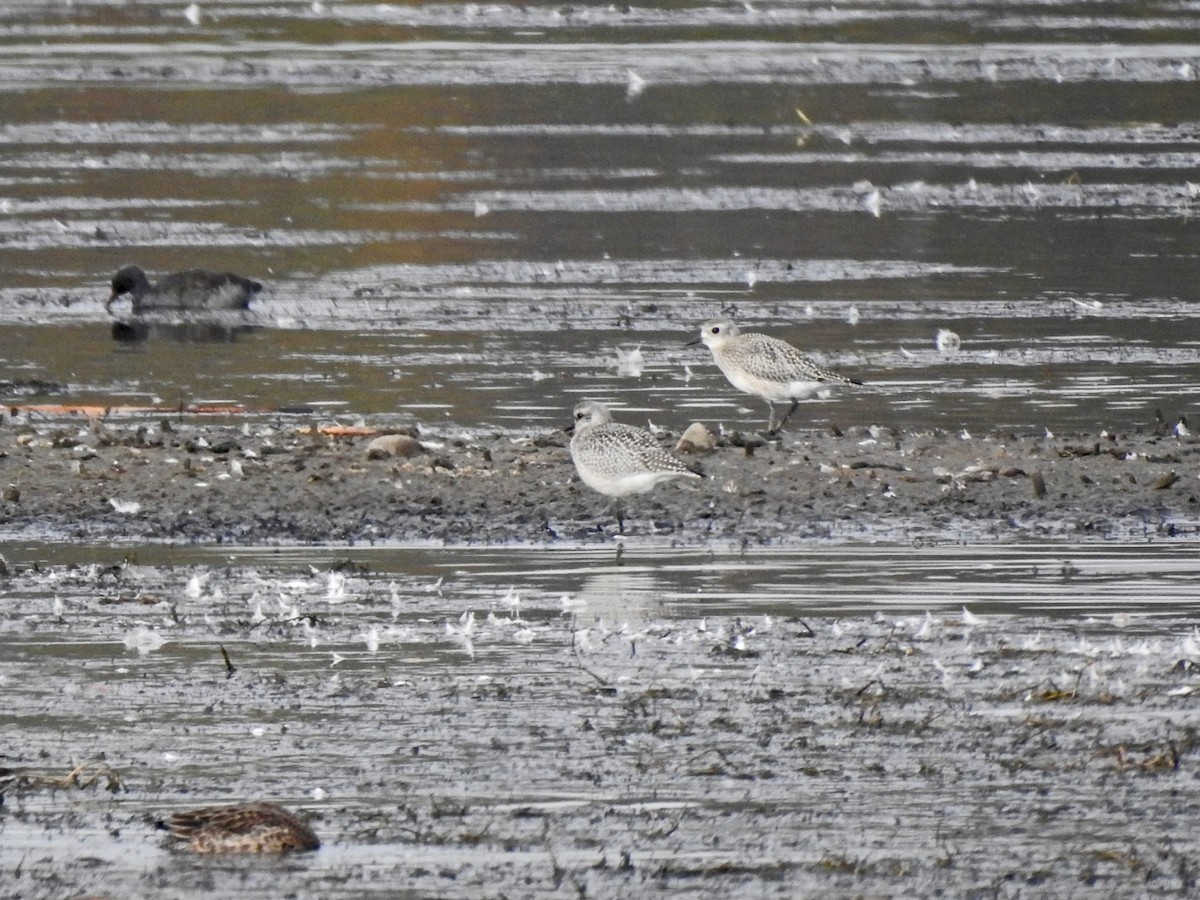 Black-bellied Plover - ML264995711