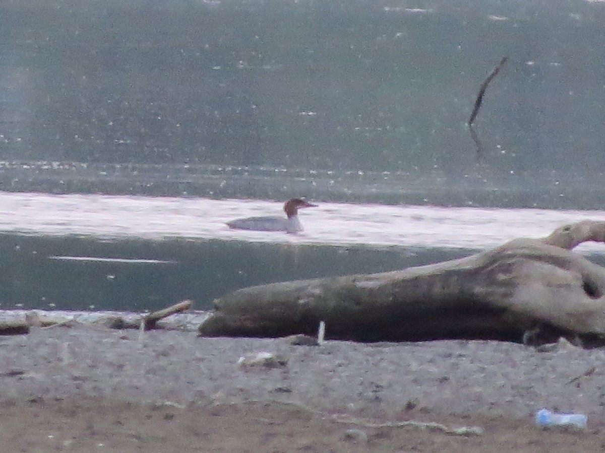 Common Merganser - ML264995811