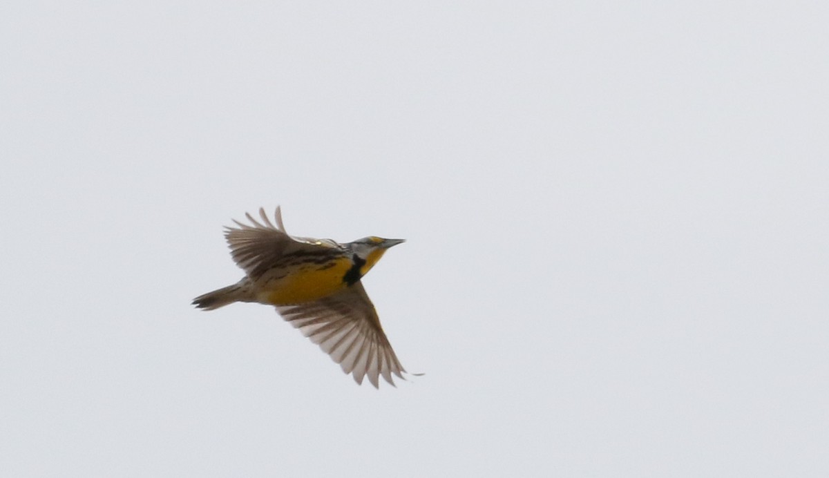 Eastern Meadowlark (Eastern) - ML26499611