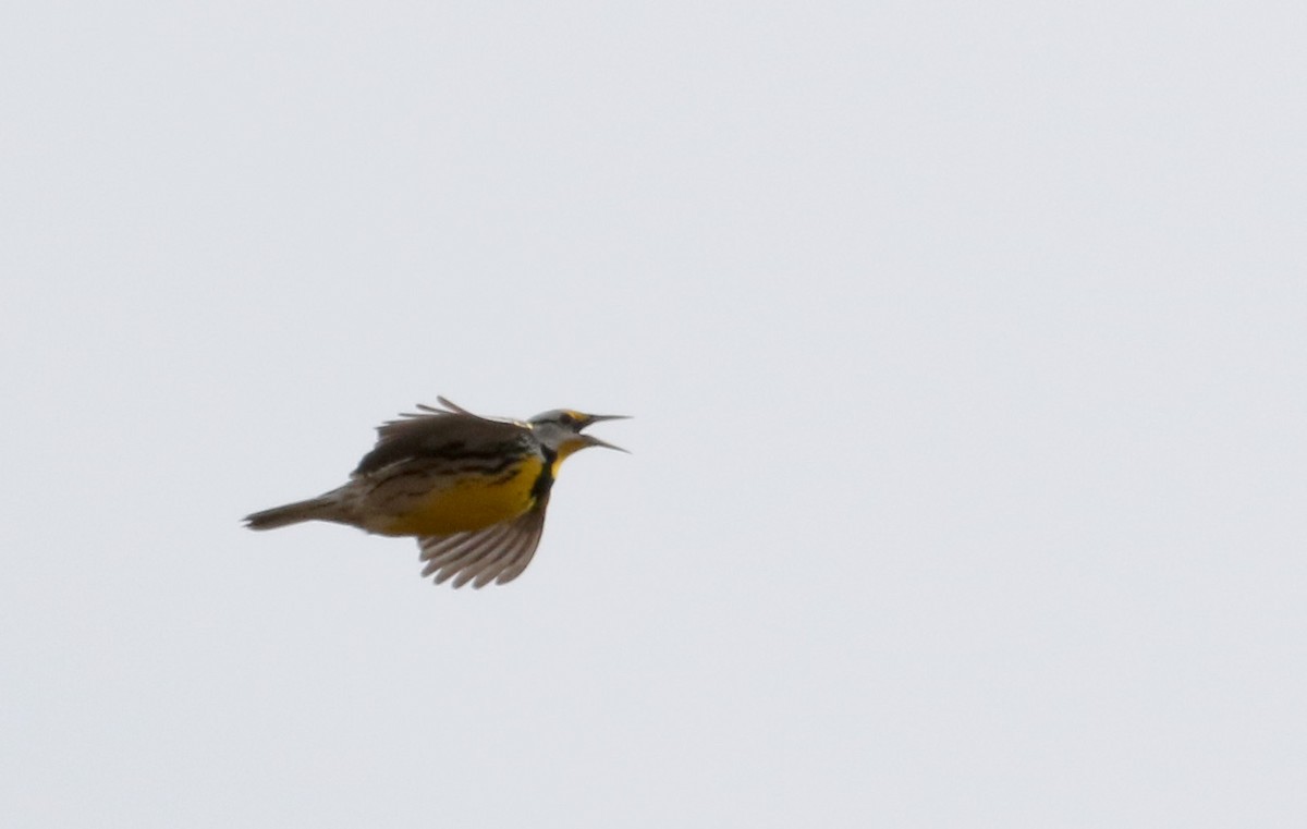 Eastern Meadowlark (Eastern) - ML26499651