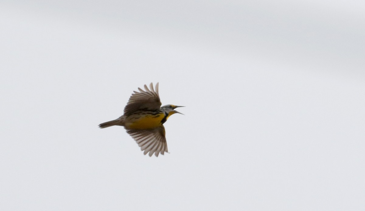 Eastern Meadowlark (Eastern) - ML26499671