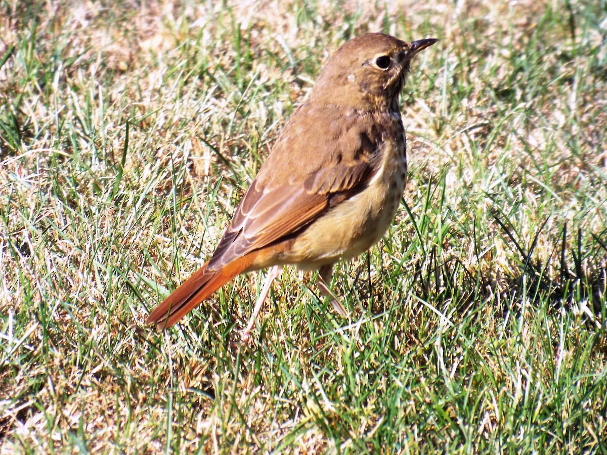 Hermit Thrush - ML264996761