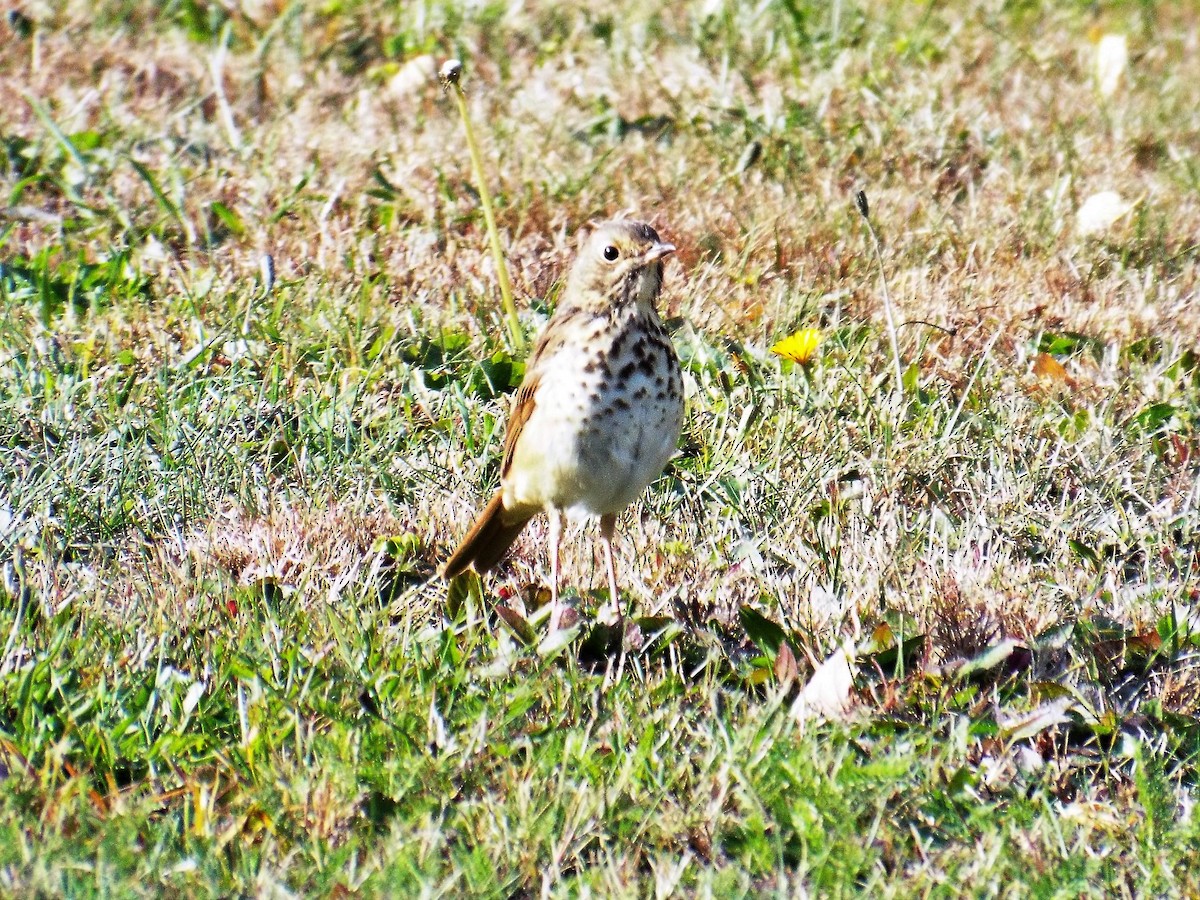 Hermit Thrush - ML264996771