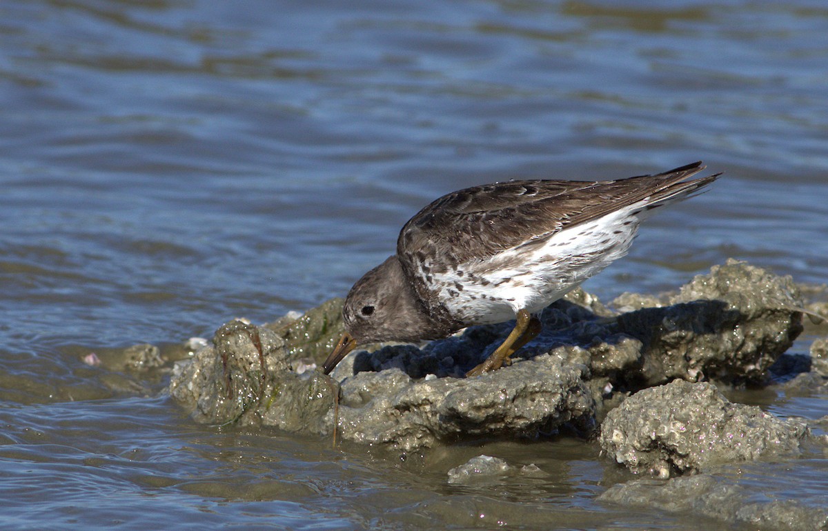 Purple Sandpiper - Curtis Marantz