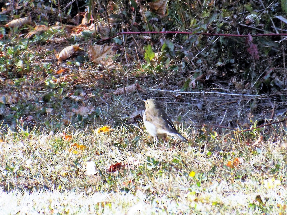 Gray-cheeked/Bicknell's Thrush - ML264997131