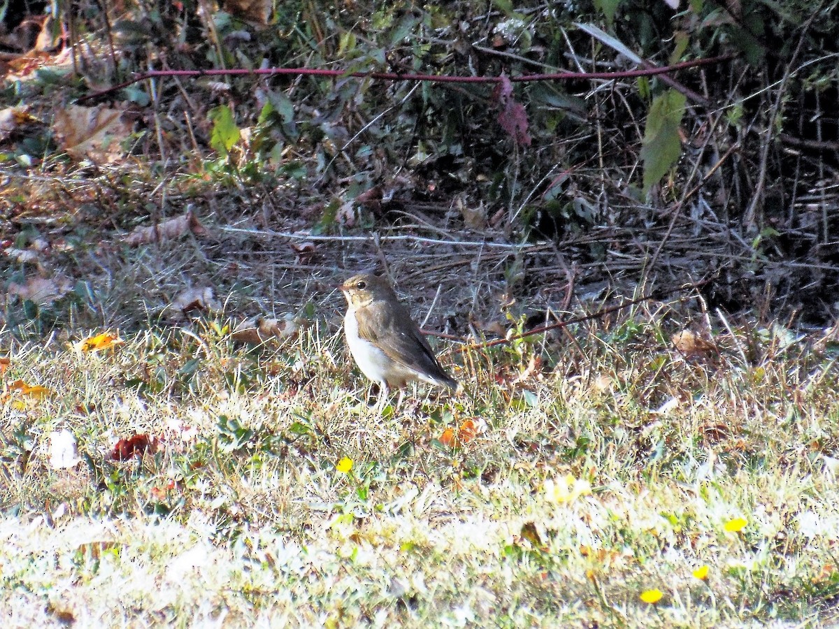 Gray-cheeked/Bicknell's Thrush - ML264997151