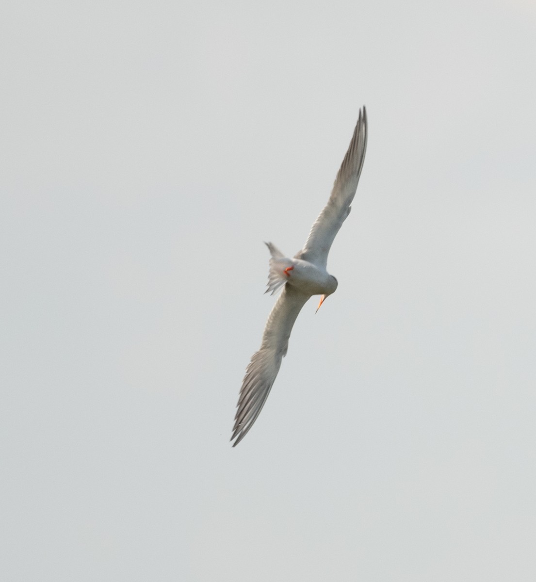 Forster's Tern - ML264997411