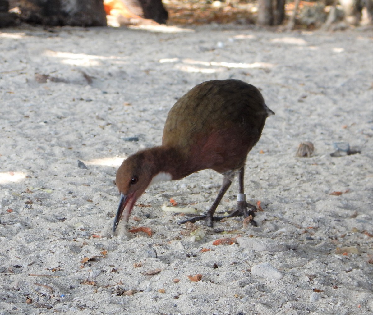 White-throated Rail - ML264997831