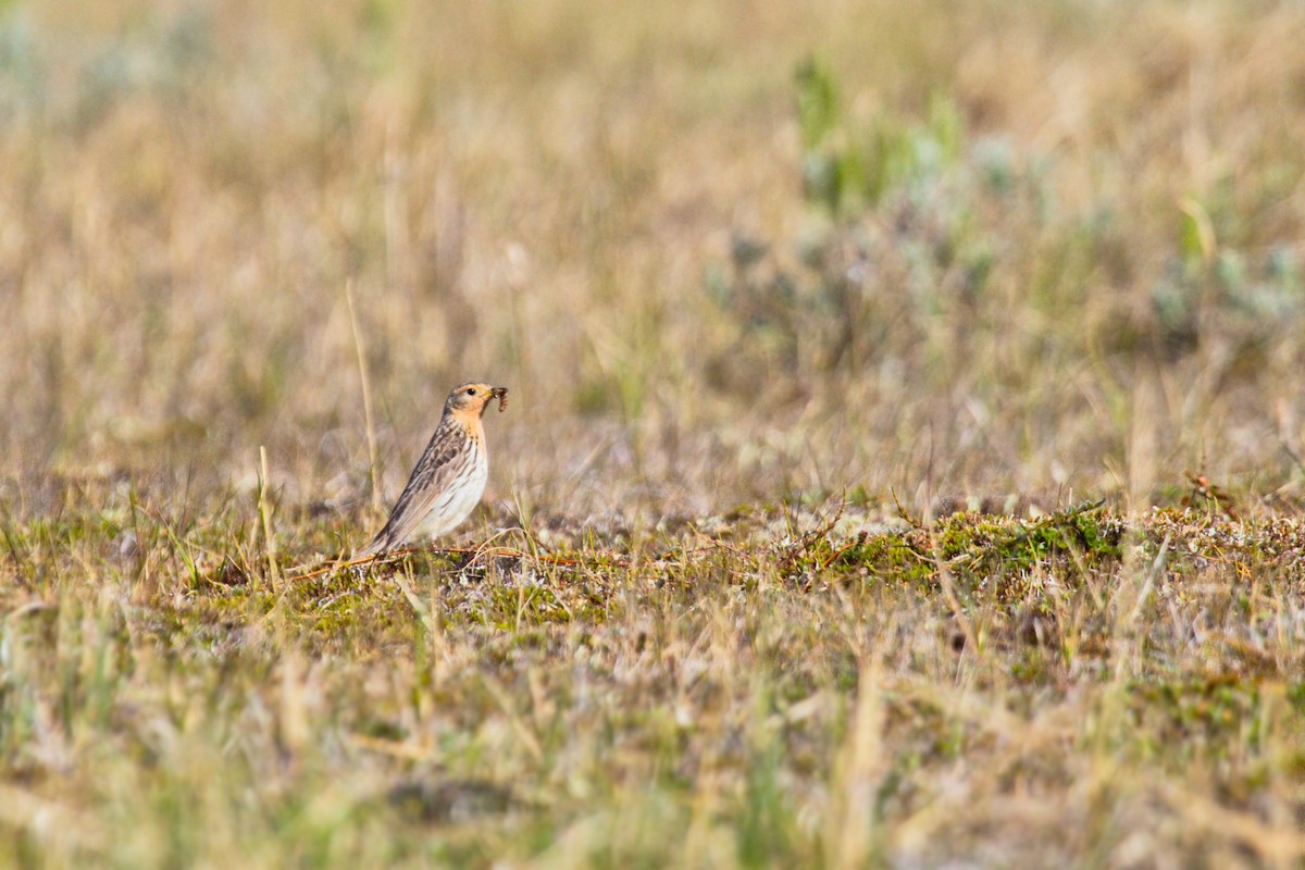 Red-throated Pipit - Don-Jean Léandri-Breton