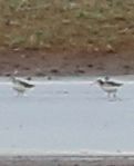 Wilson's Phalarope - Charles Lyon