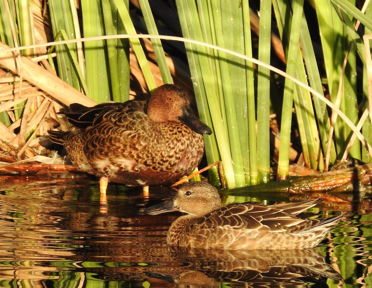 Cinnamon Teal - Naomi Goodman