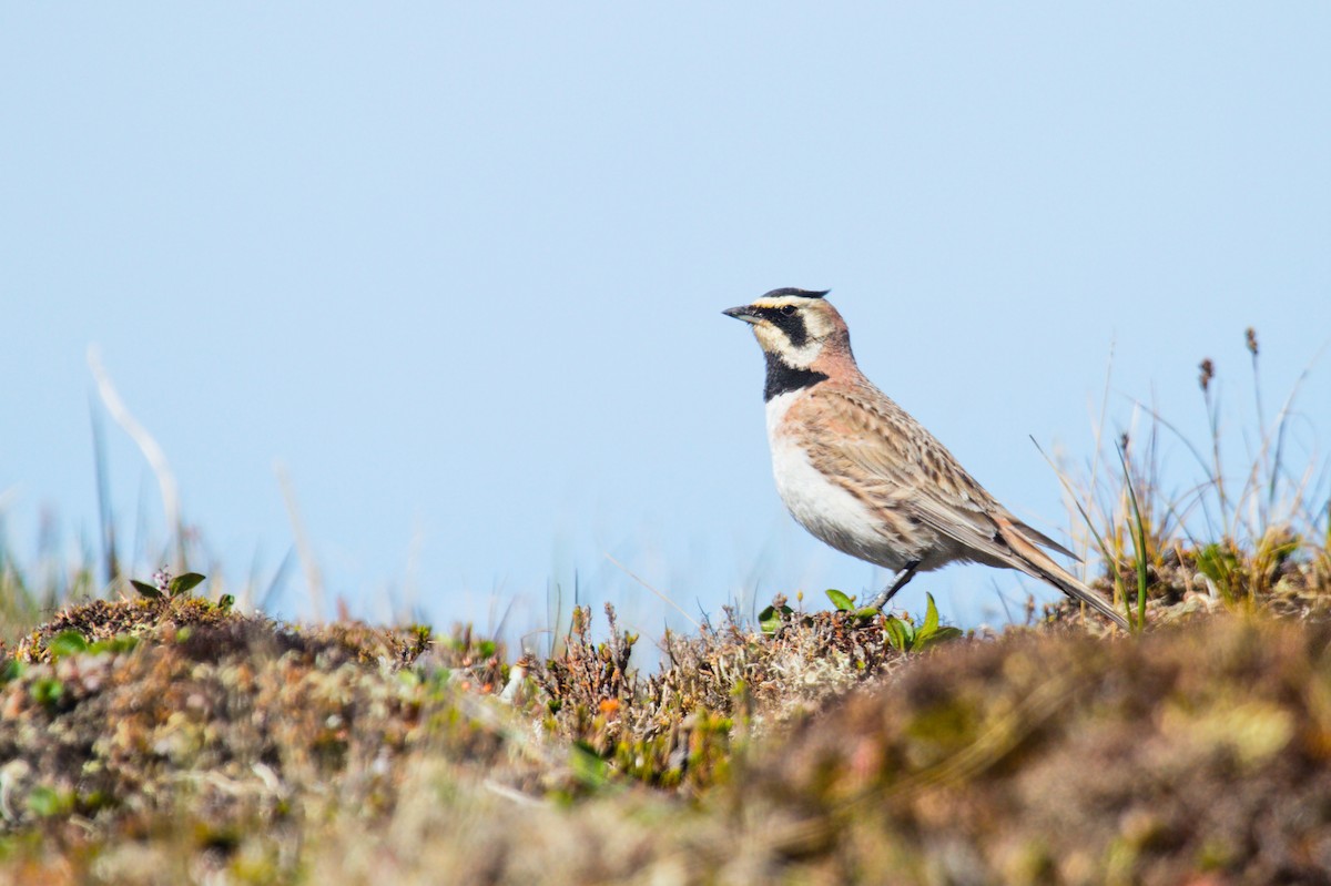 Horned Lark - ML265001461