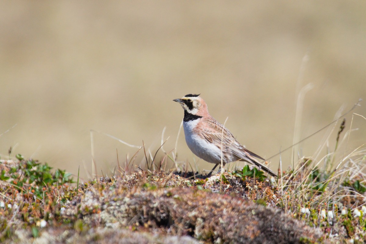 Horned Lark - ML265001471