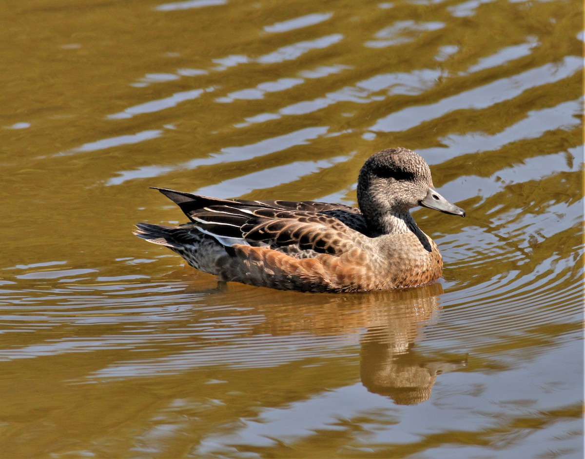 American Wigeon - ML265002341