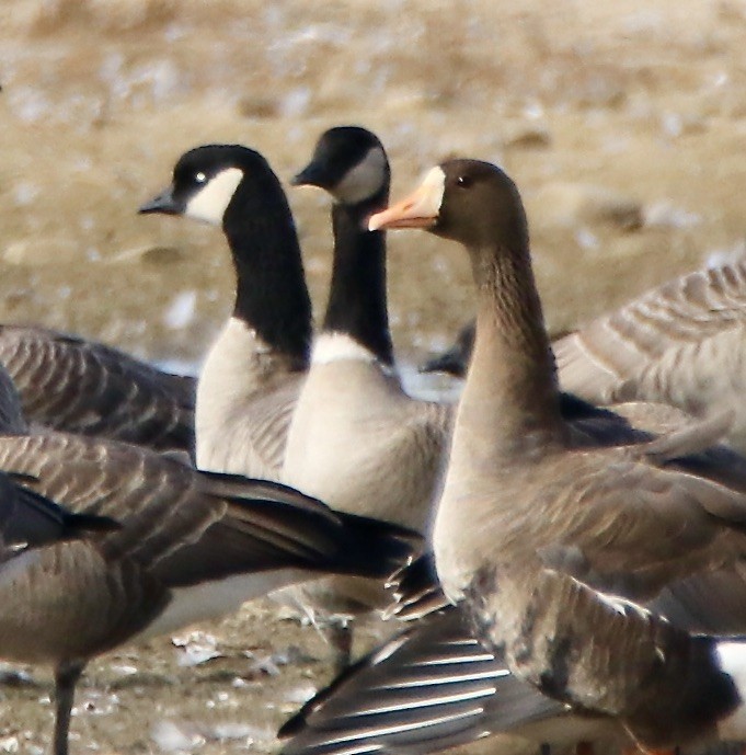 Barnacla Canadiense Chica (leucopareia) - ML265002731