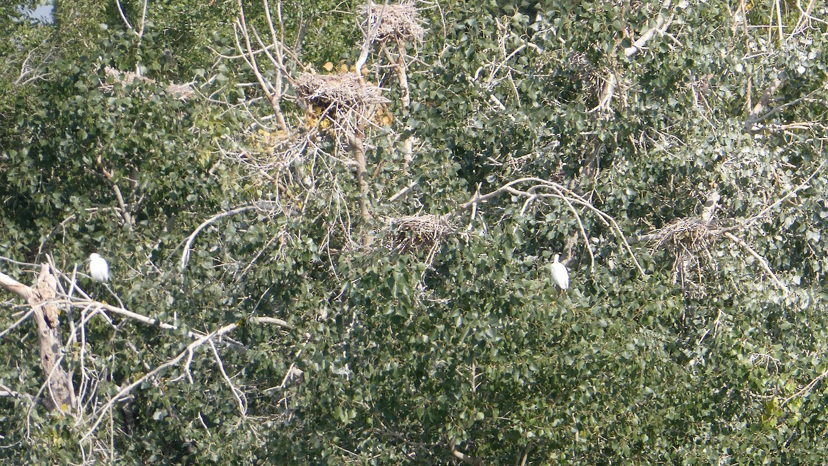 Snowy Egret - ML265002981