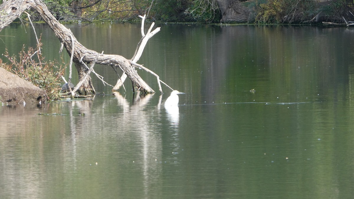 Snowy Egret - Alaena H.