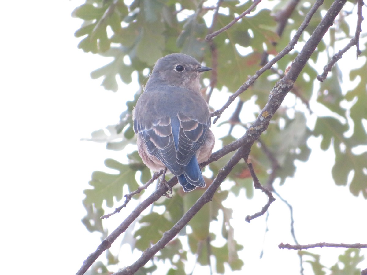 Western Bluebird - David Garza