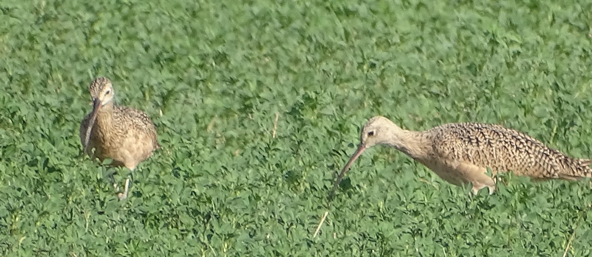 Long-billed Curlew - Anita Meagher