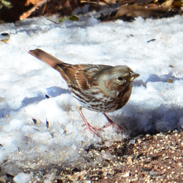 Fox Sparrow - Jeff Ladderud