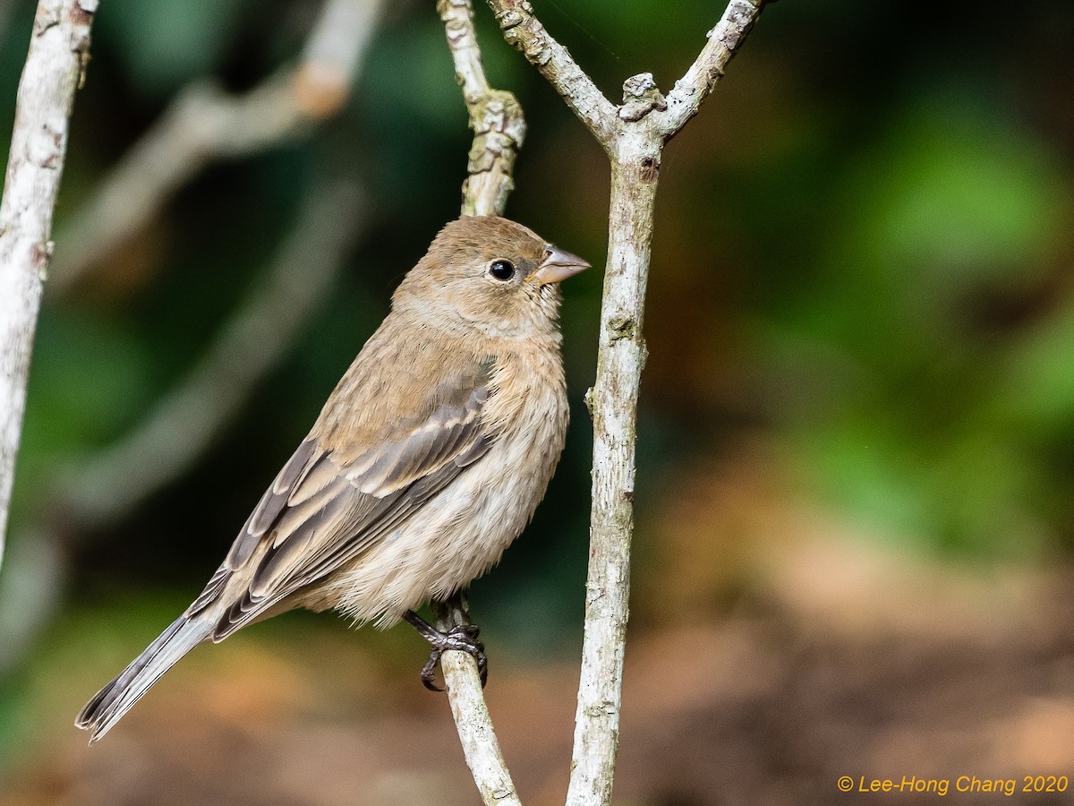 Lazuli Bunting - Lee-Hong Chang