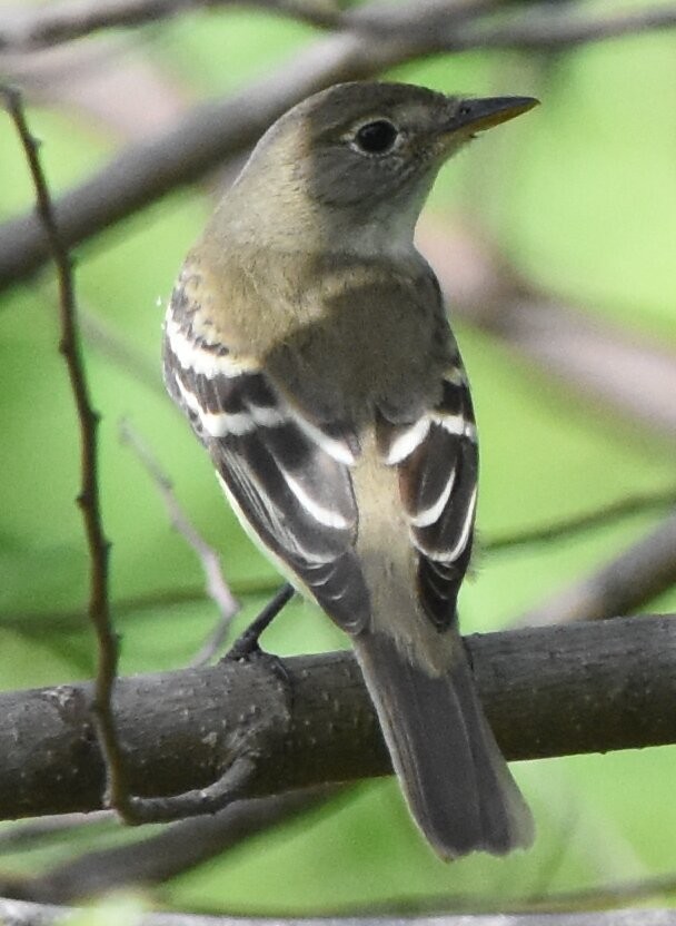 Acadian Flycatcher - ML265009371