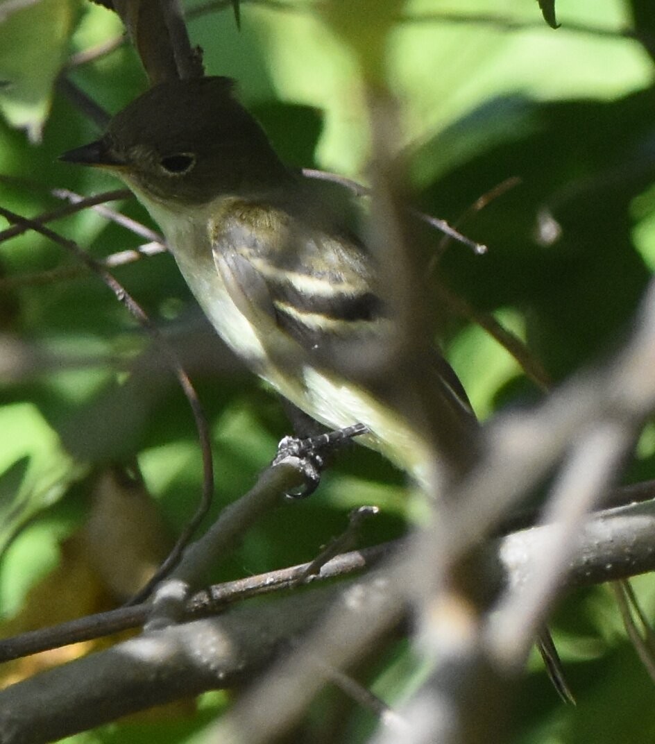 Acadian Flycatcher - ML265009501