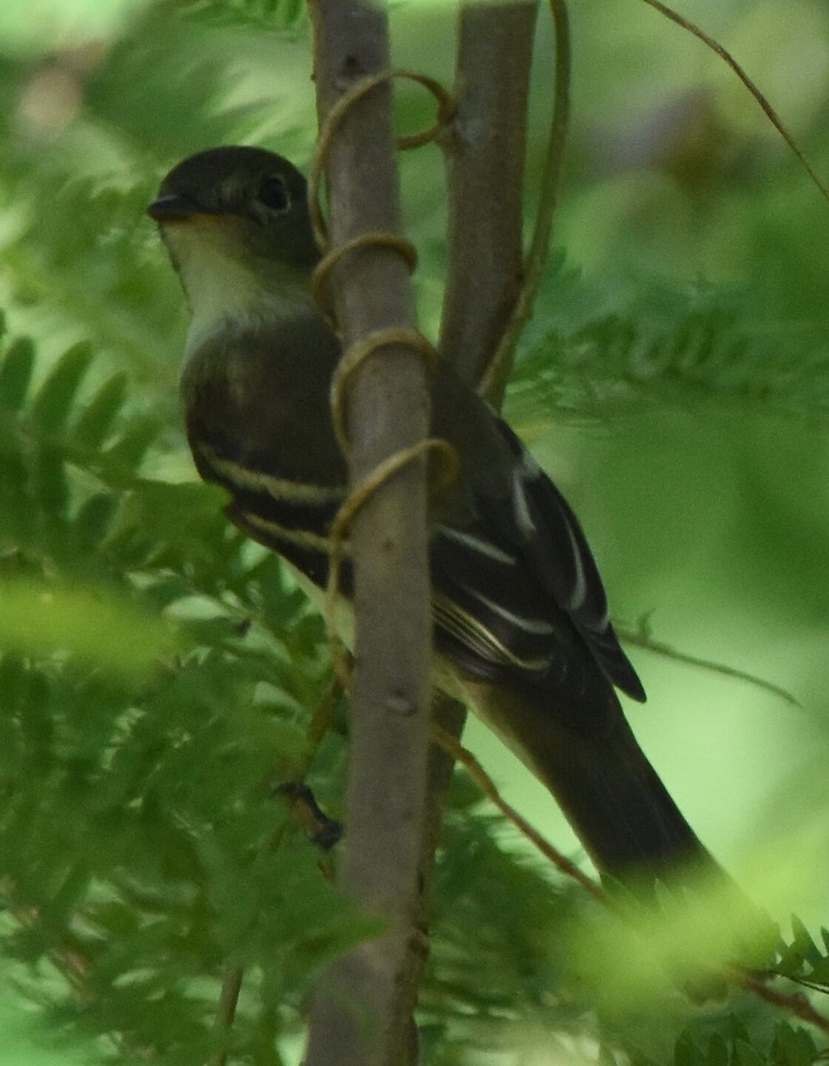 Acadian Flycatcher - ML265009511