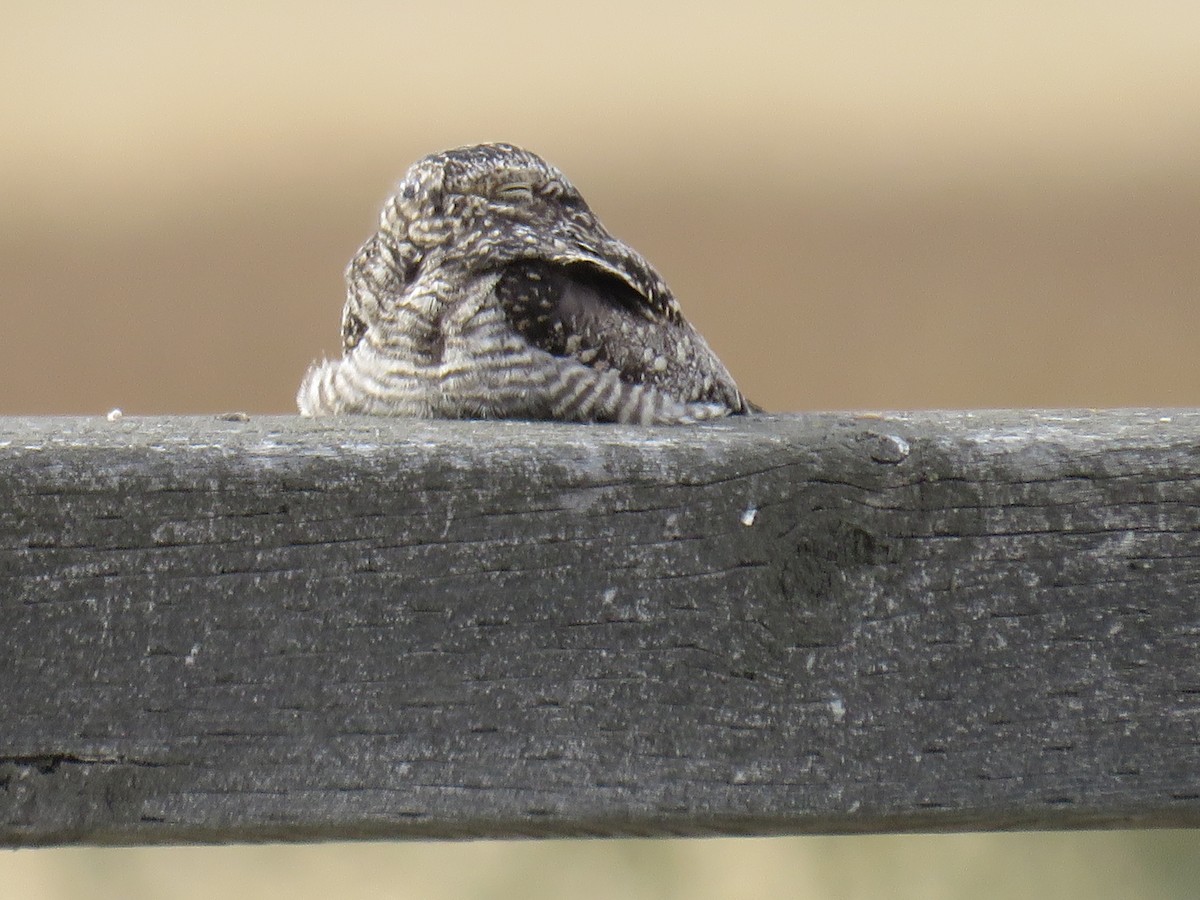 Common Nighthawk - RB Birder