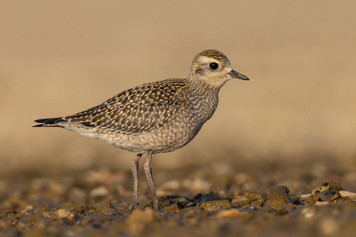 American Golden-Plover - Ryan Sanderson