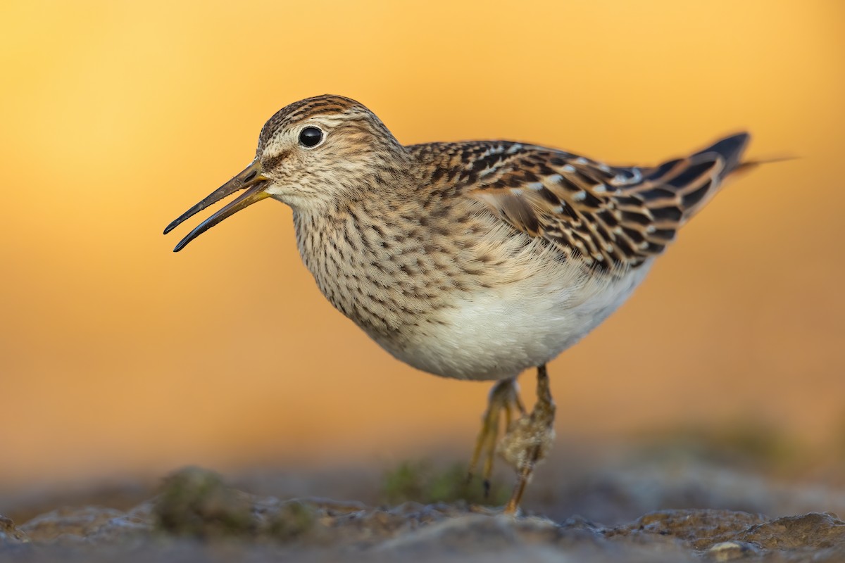 Pectoral Sandpiper - Ryan Sanderson