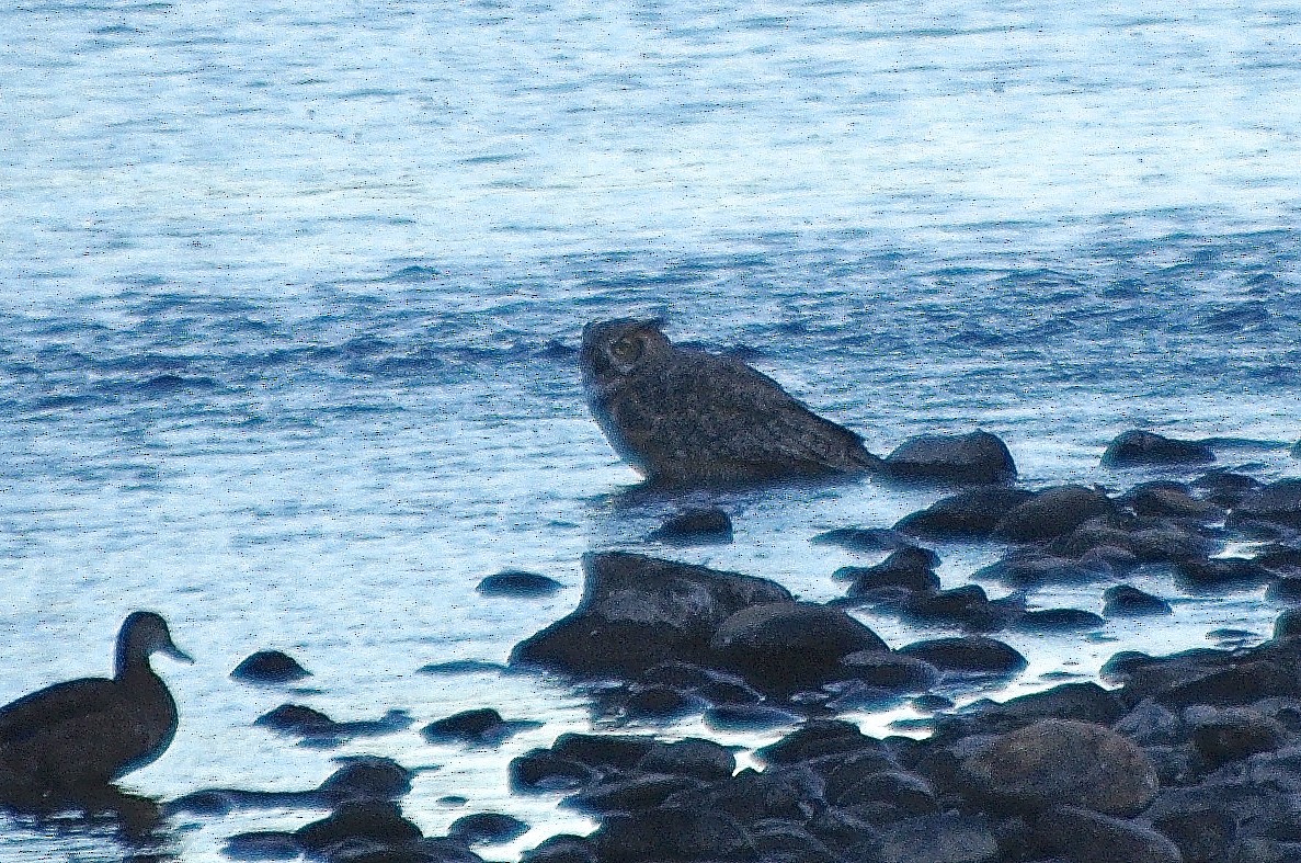 Great Horned Owl - robert beauchamp