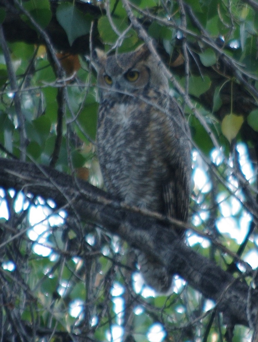 Great Horned Owl - robert beauchamp