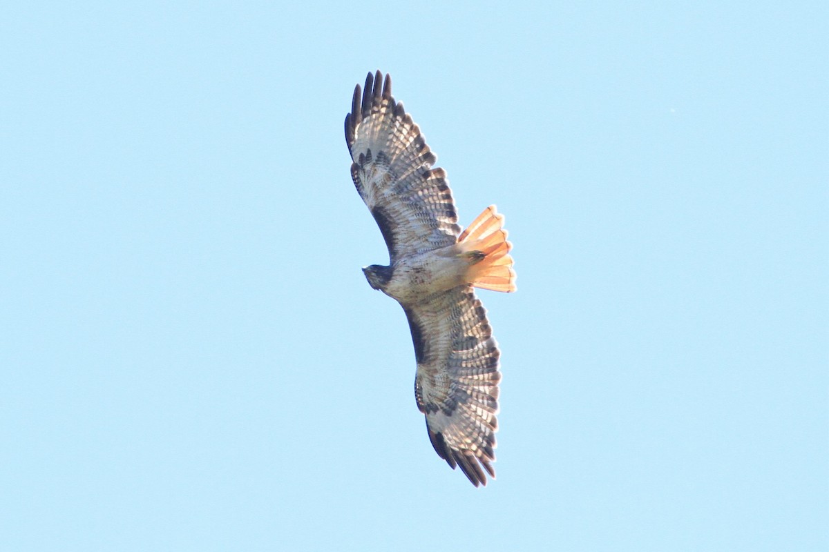 Red-tailed Hawk - Kent Forward