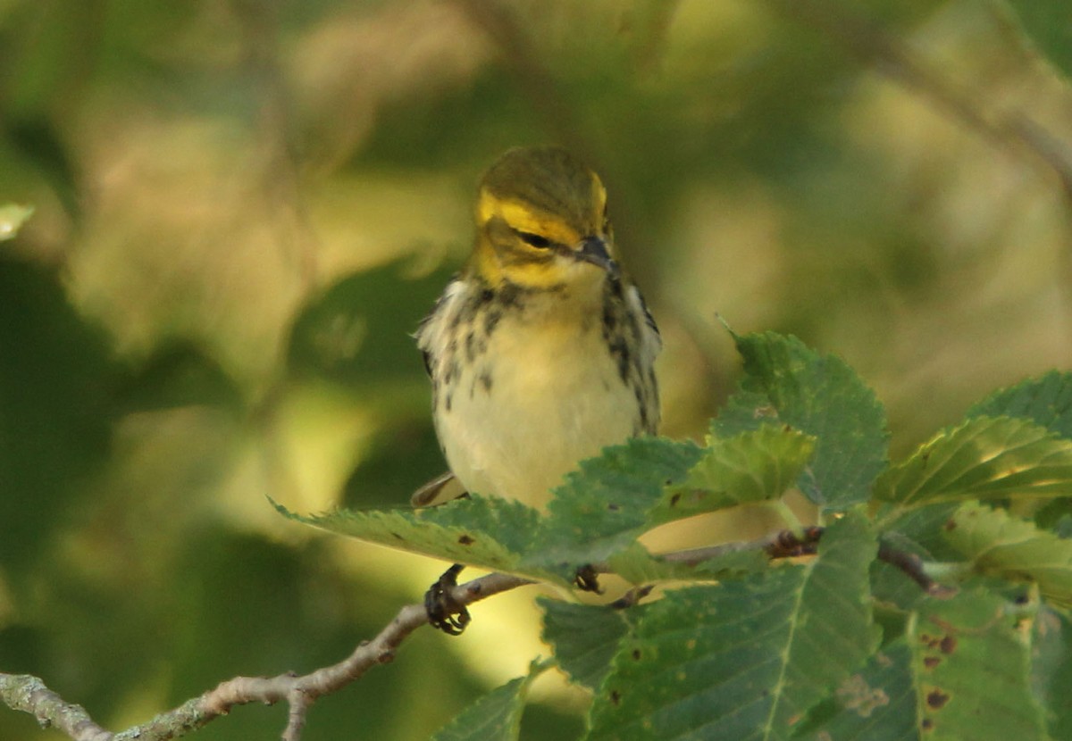 Black-throated Green Warbler - ML265013871
