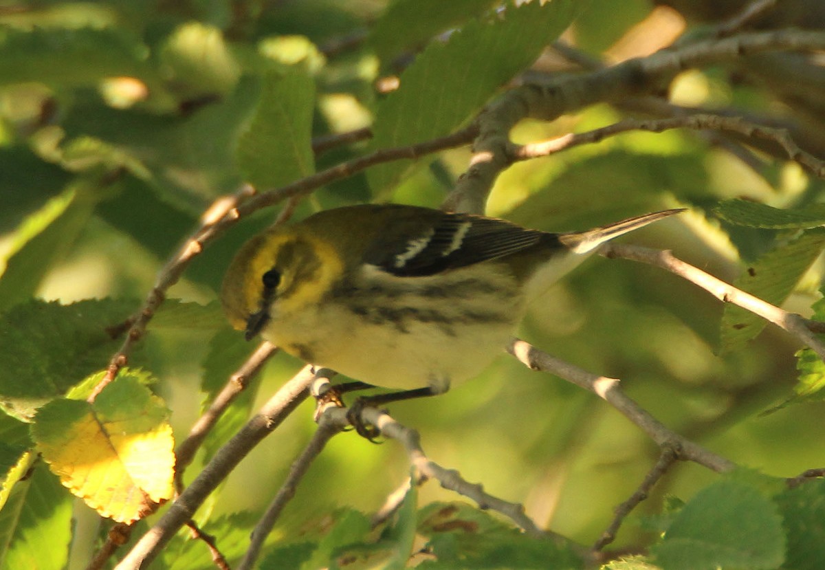 Black-throated Green Warbler - ML265013911