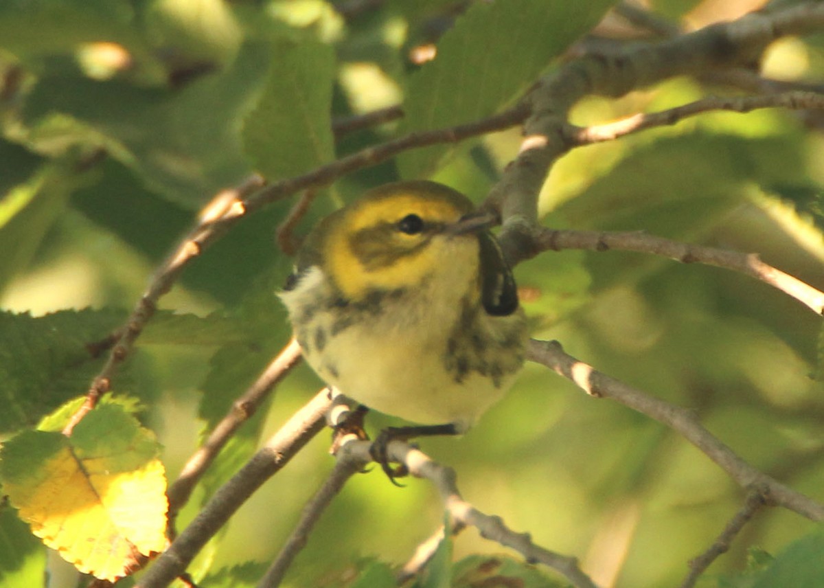 Black-throated Green Warbler - ML265013941