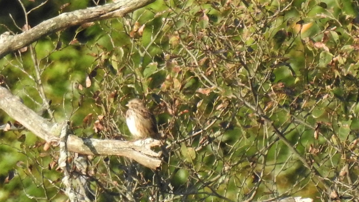new world sparrow sp. - ML265014441