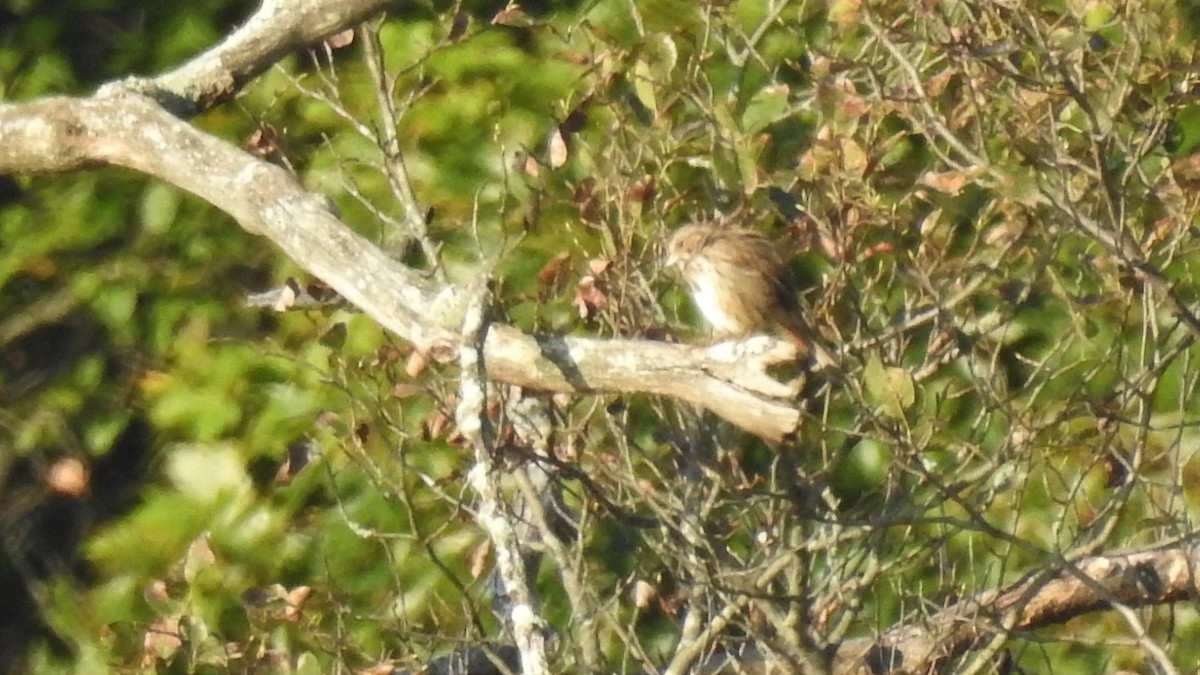 new world sparrow sp. - ML265014451