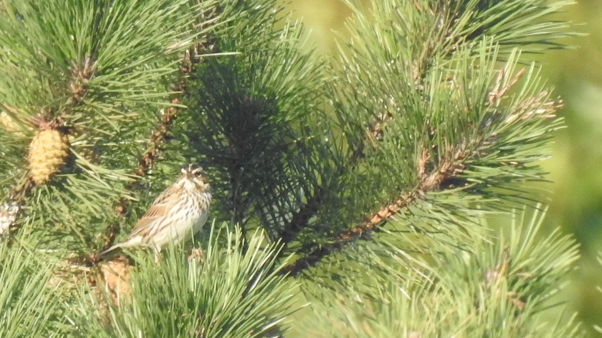 new world sparrow sp. - ML265014661