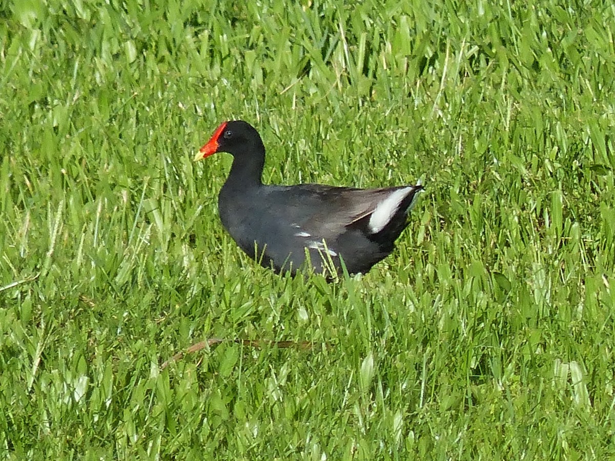 Gallinule d'Amérique - ML265014711