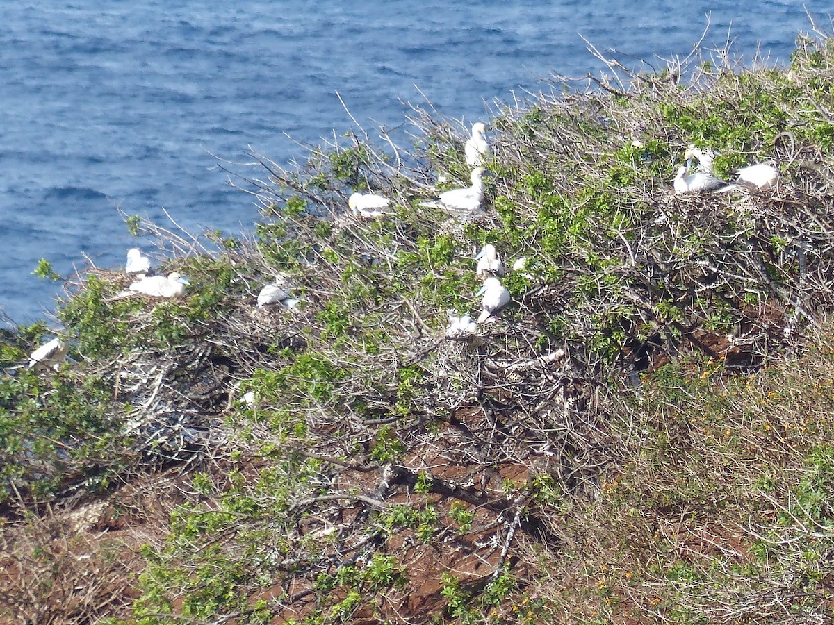 Red-footed Booby - ML265014781