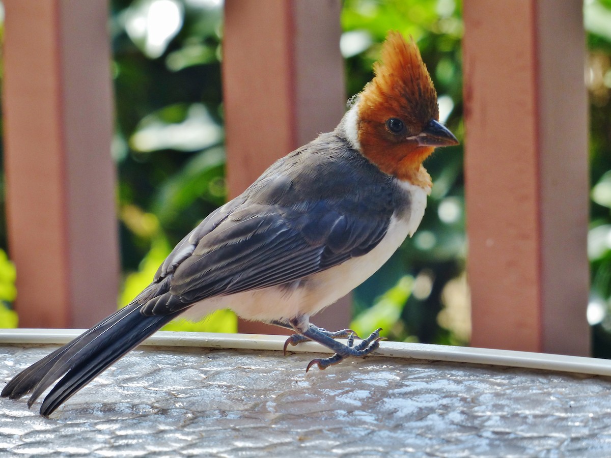 Red-crested Cardinal - ML265014891