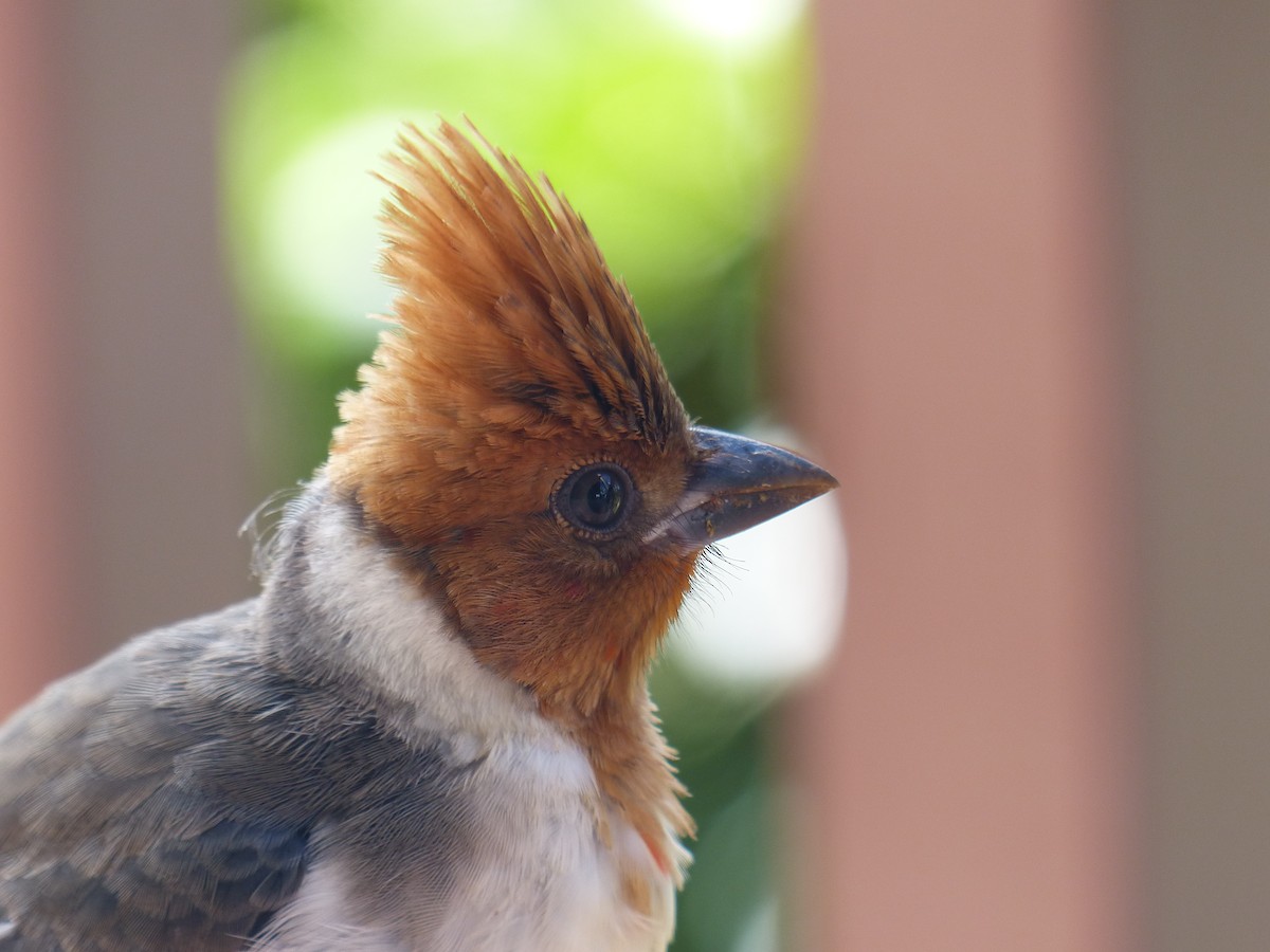 Red-crested Cardinal - ML265014901