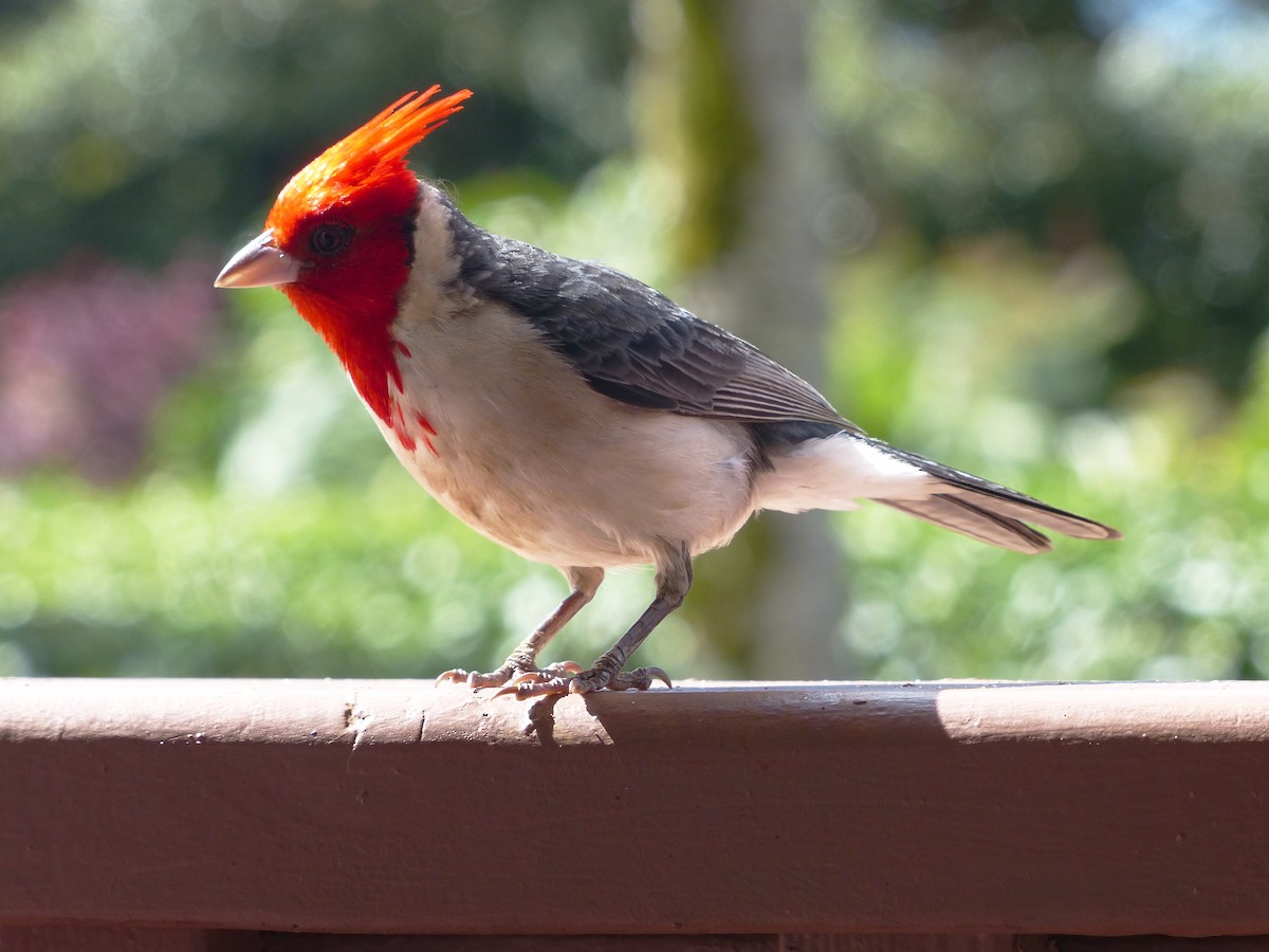 Red-crested Cardinal - ML265014911