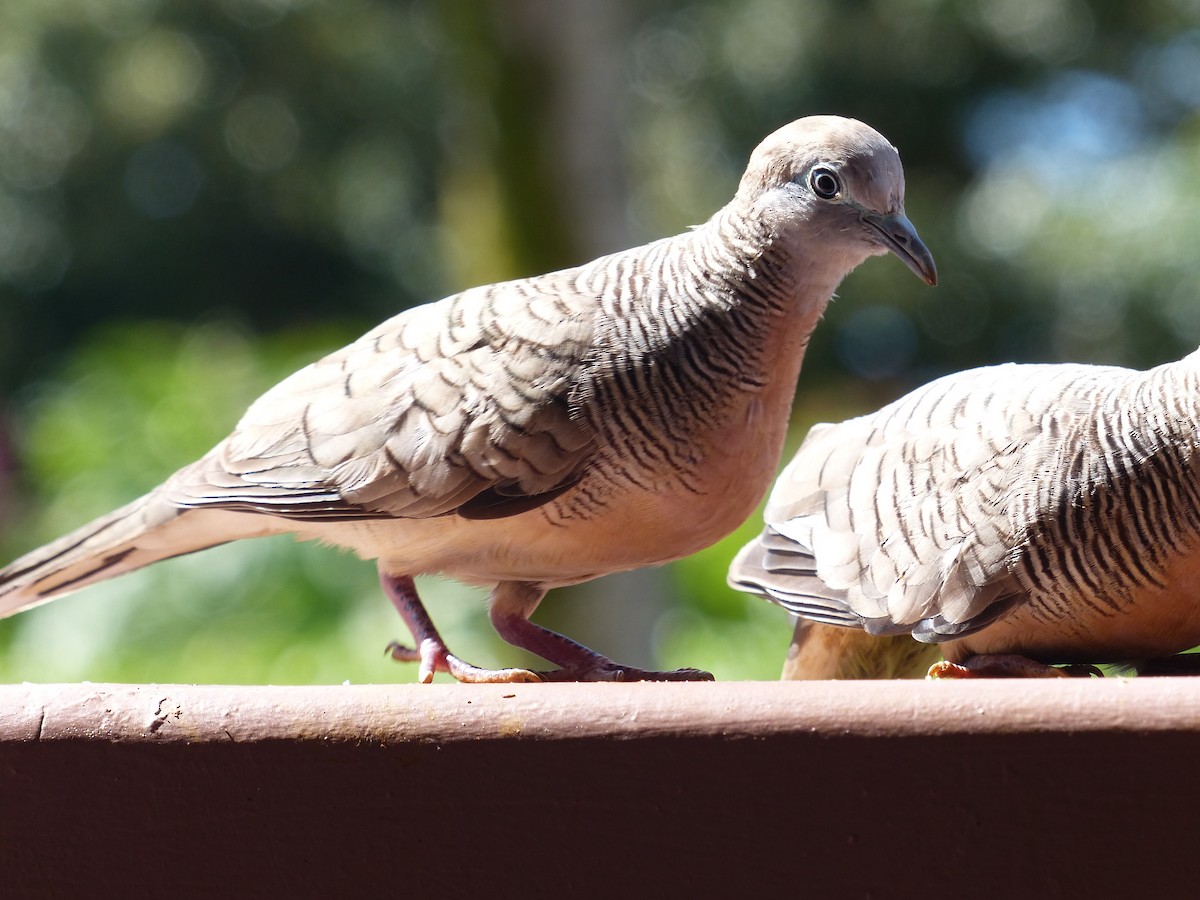 Zebra Dove - ML265014931