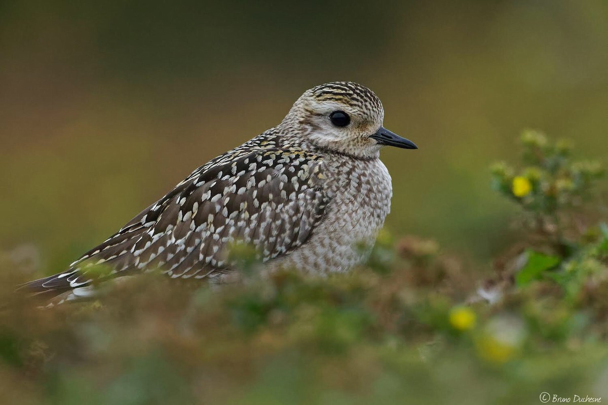 American Golden-Plover - Bruno Duchesne