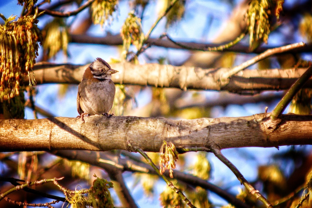 Rufous-collared Sparrow - Emiliano Gramajo