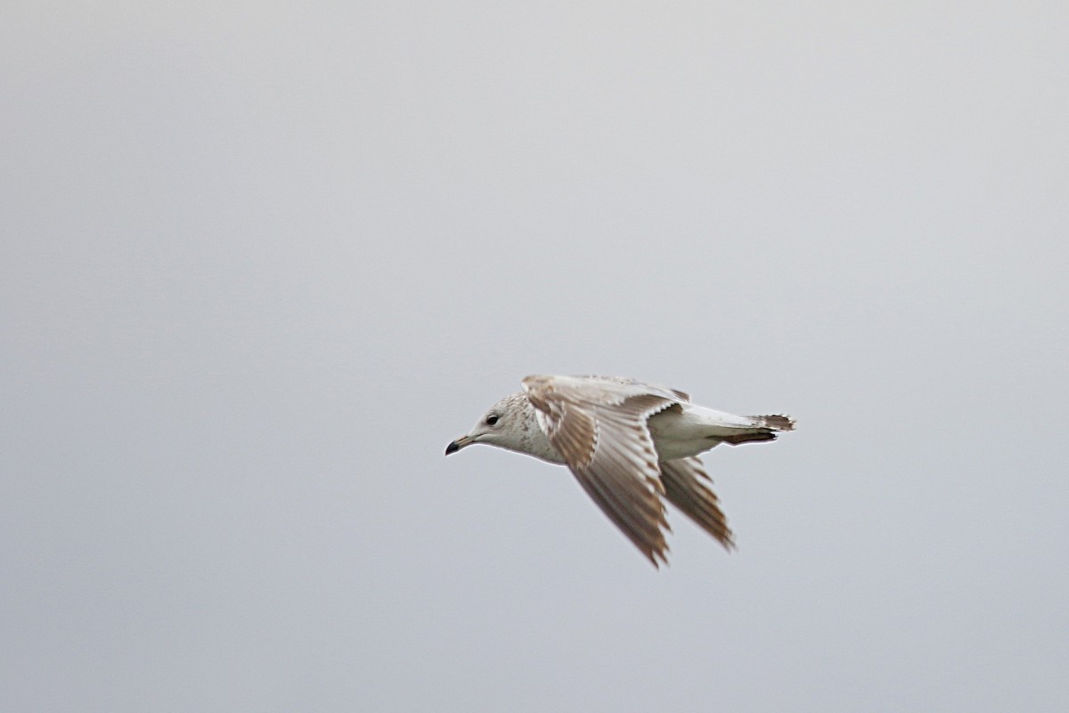 Ring-billed Gull - ML26501761