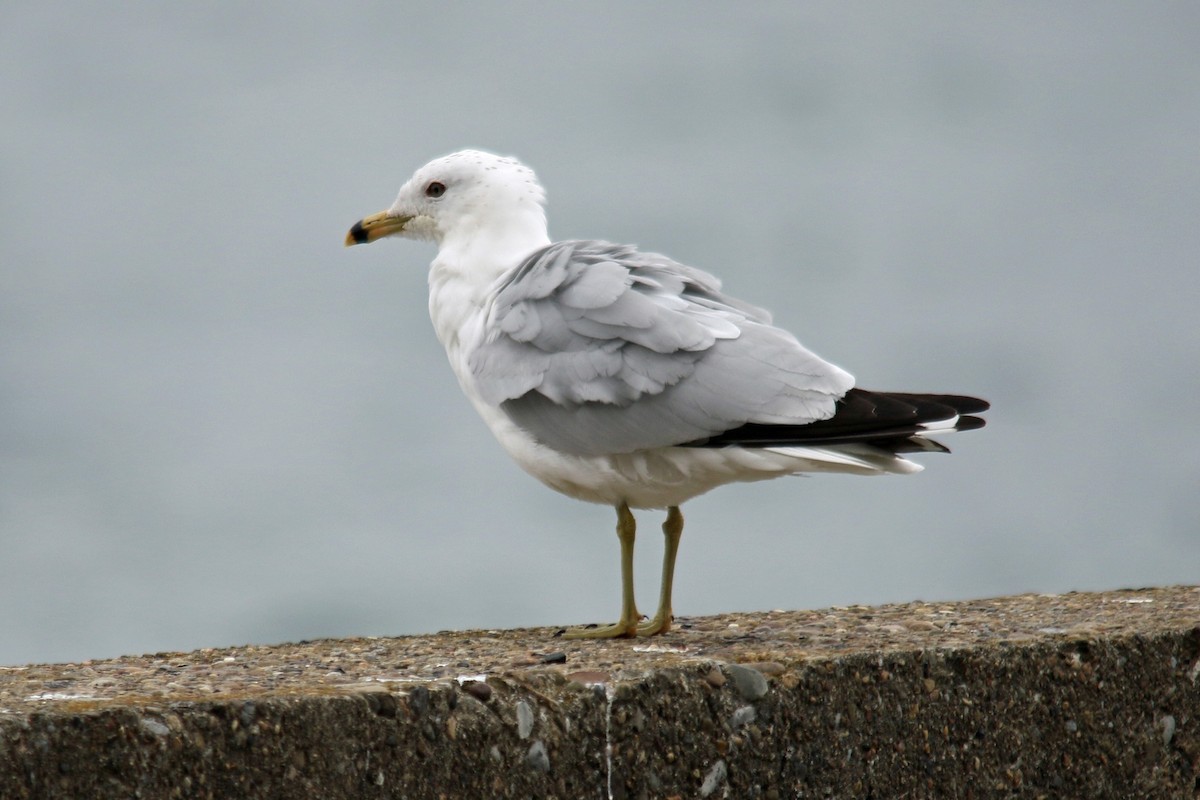 Ring-billed Gull - ML26501781